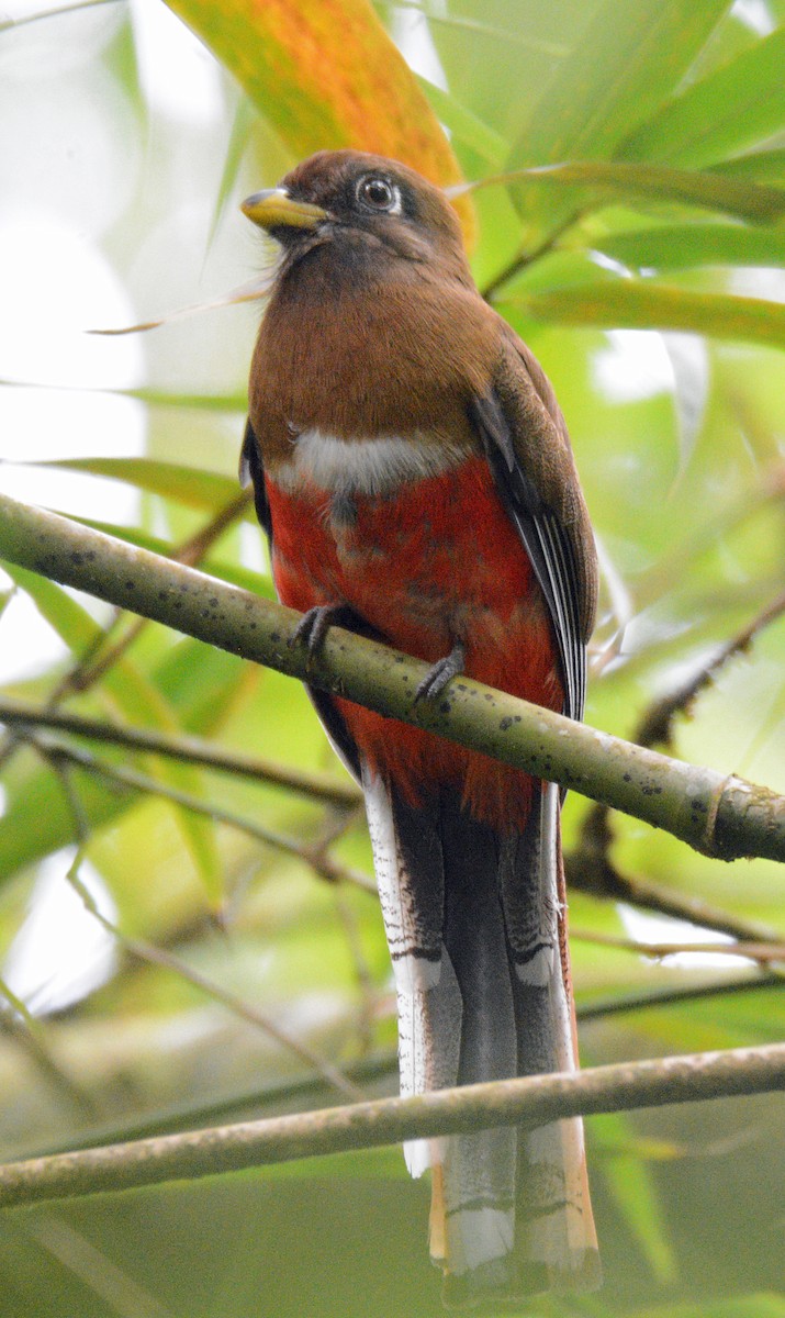 Collared Trogon - ML617653679