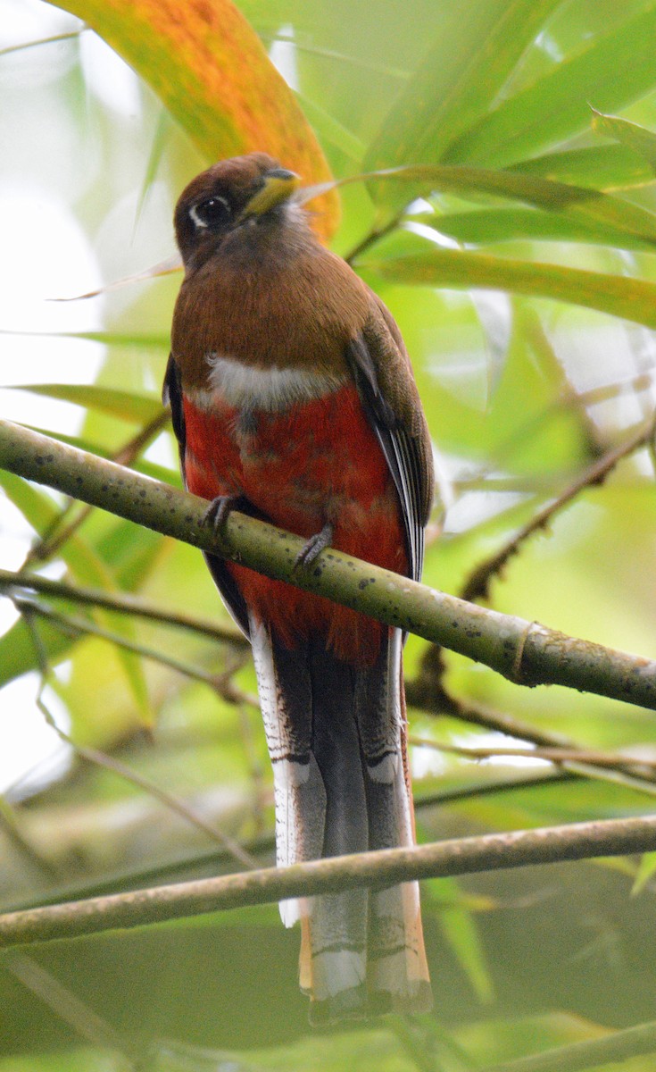 Collared Trogon - ML617653680