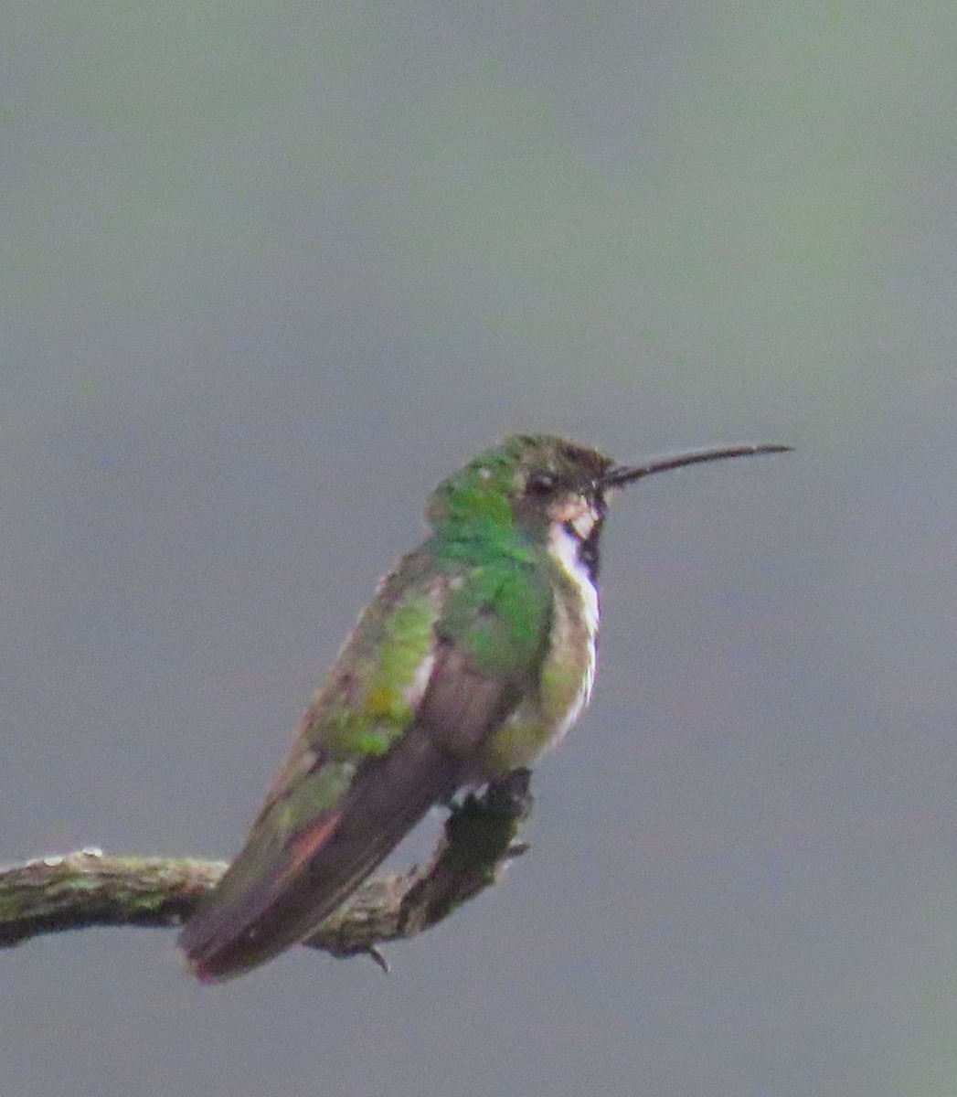 Black-eared Fairy - ML617653689