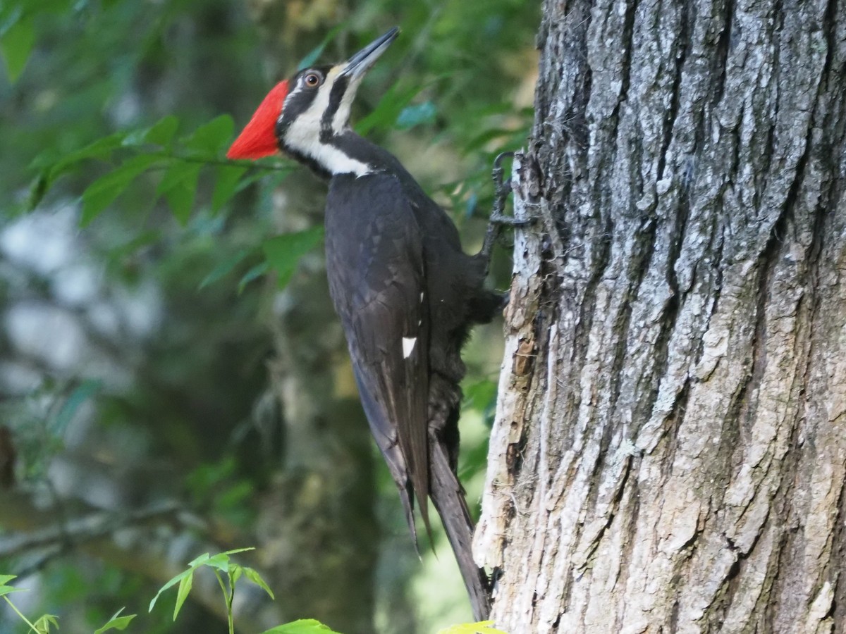 Pileated Woodpecker - ML617653765