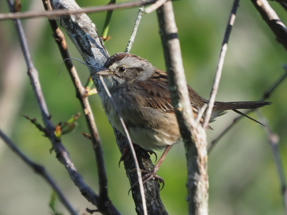 Swamp Sparrow - ML617653781