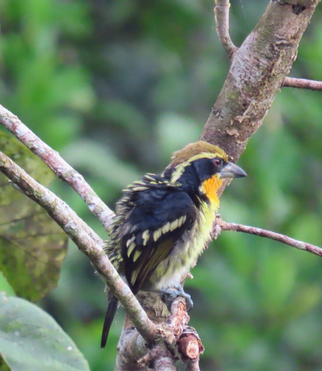 Gilded Barbet - ML617653798