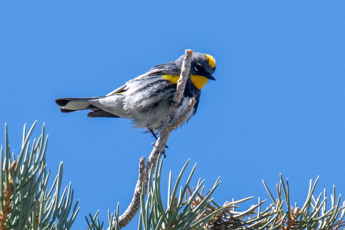 Yellow-rumped Warbler (Audubon's) - ML617653826