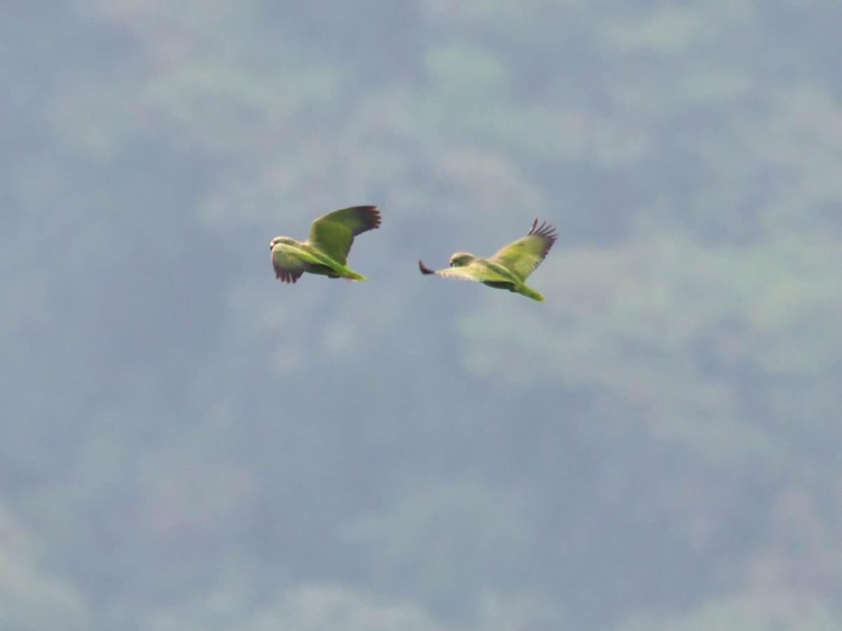 Scaly-naped Parrot - Eric Carpenter