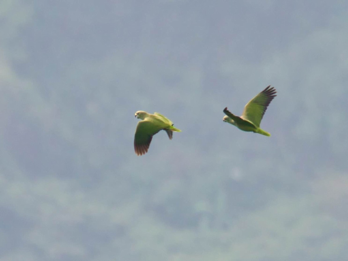 Scaly-naped Parrot - Eric Carpenter