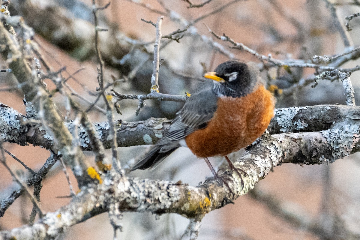 Zorzal Americano (grupo migratorius) - ML617653871