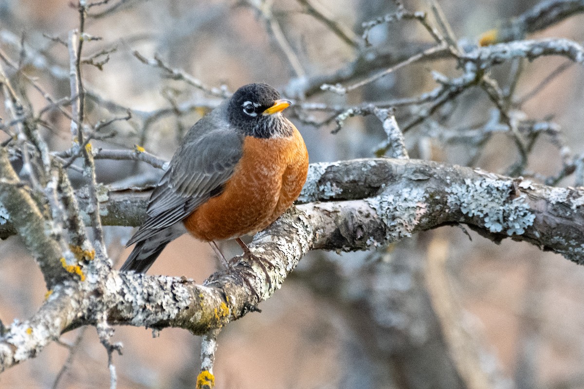 Zorzal Americano (grupo migratorius) - ML617653872