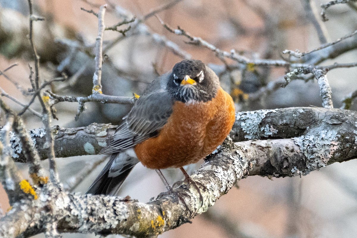 Zorzal Americano (grupo migratorius) - ML617653873