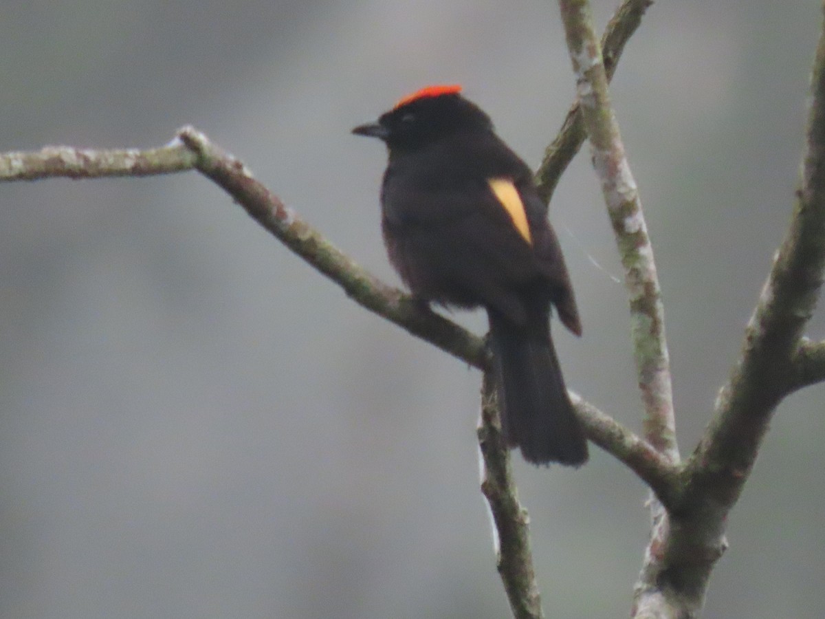 Flame-crested Tanager - Mark Cassidy