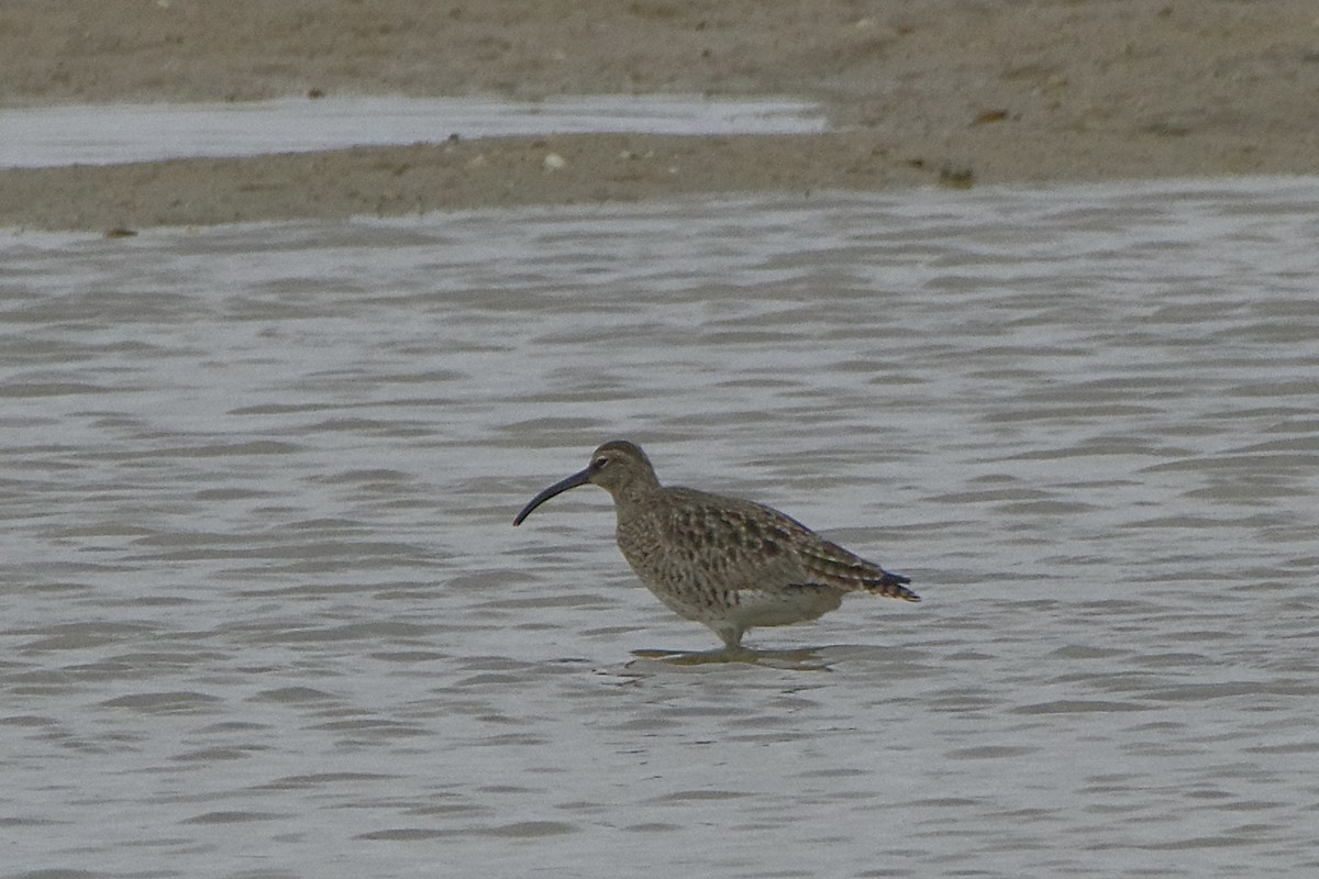 koliha malá (ssp. phaeopus) - ML617653907