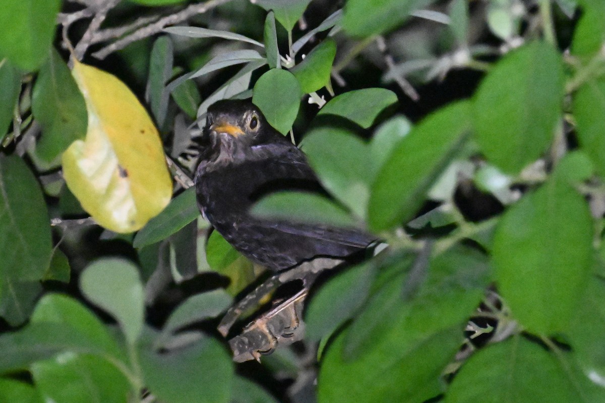 Chinese Blackbird - Ting-Wei (廷維) HUNG (洪)