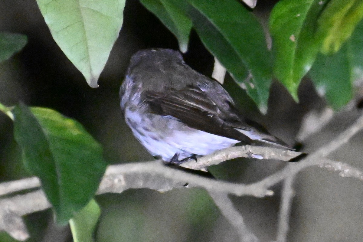 Gray-streaked Flycatcher - ML617653930