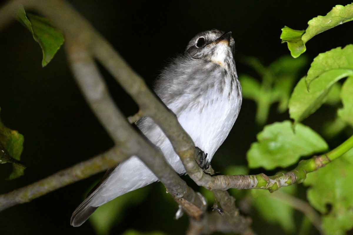 Gray-streaked Flycatcher - ML617653931