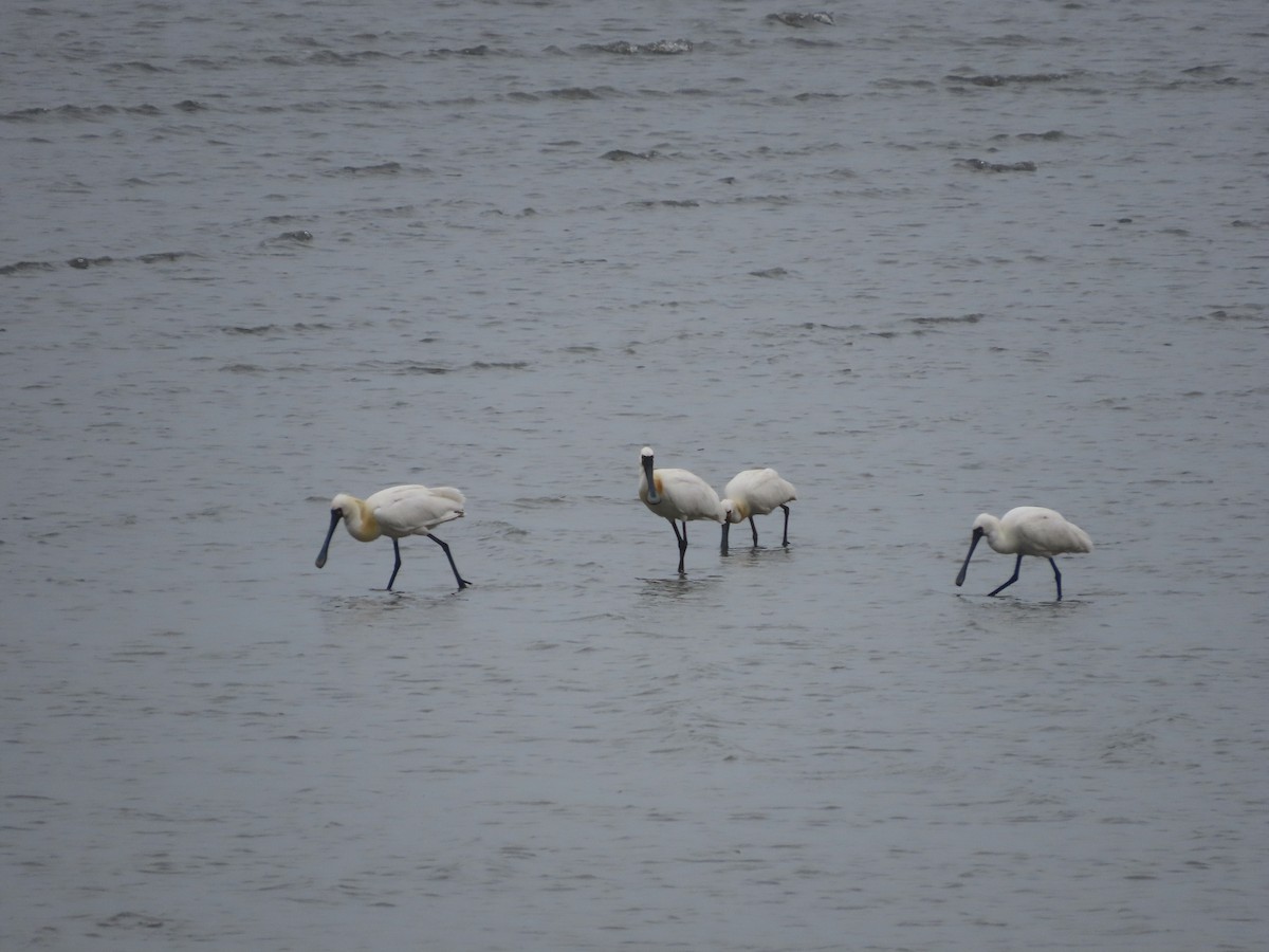 Black-faced Spoonbill - ML617653935