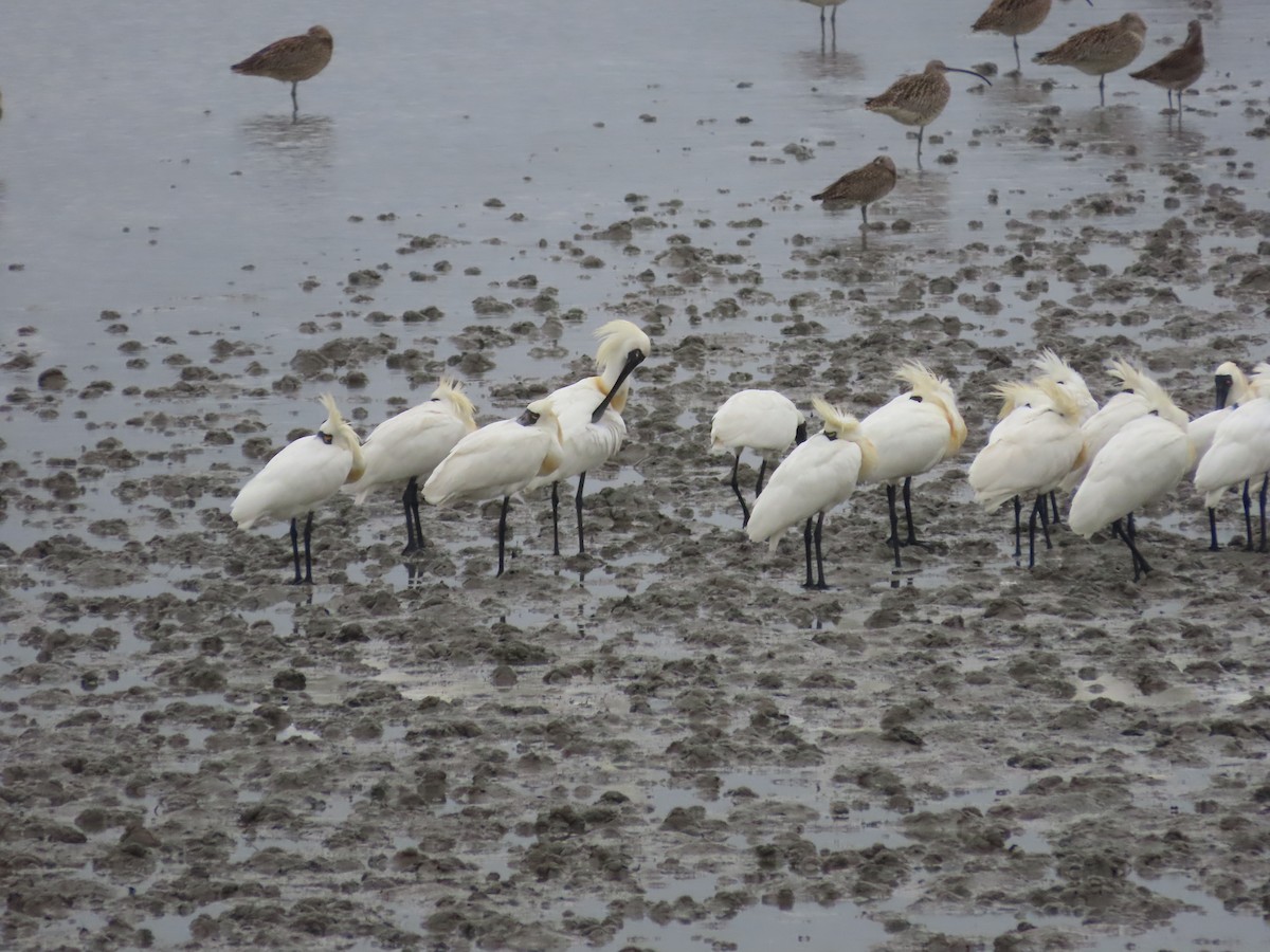 Black-faced Spoonbill - ML617653936