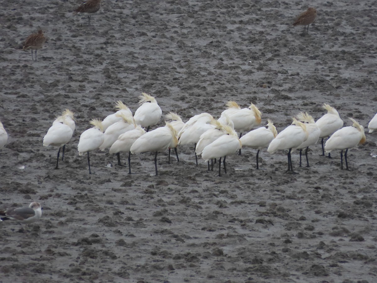 Black-faced Spoonbill - ML617653937