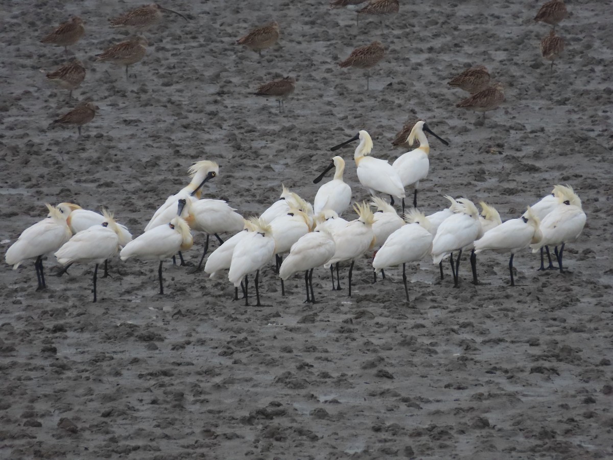 Black-faced Spoonbill - ML617653938