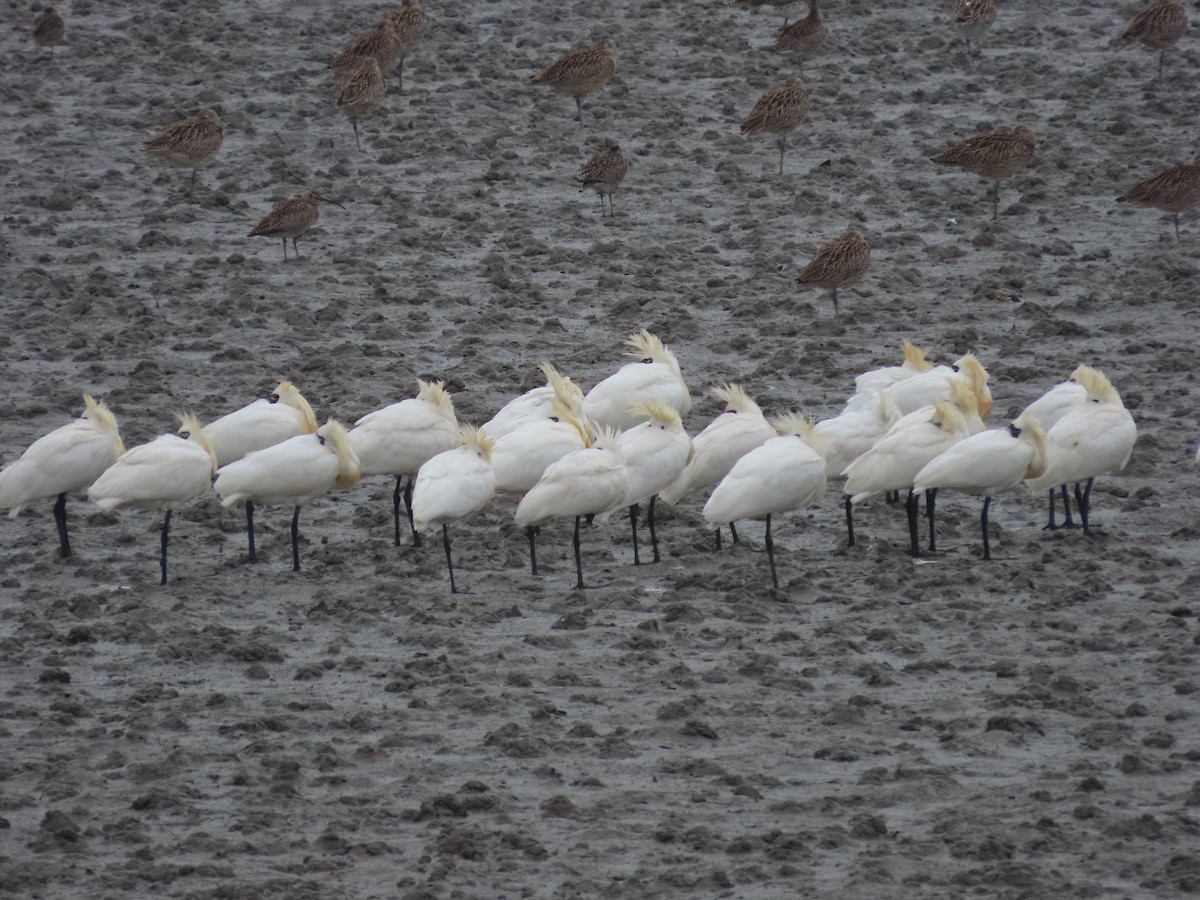 Black-faced Spoonbill - ML617653939