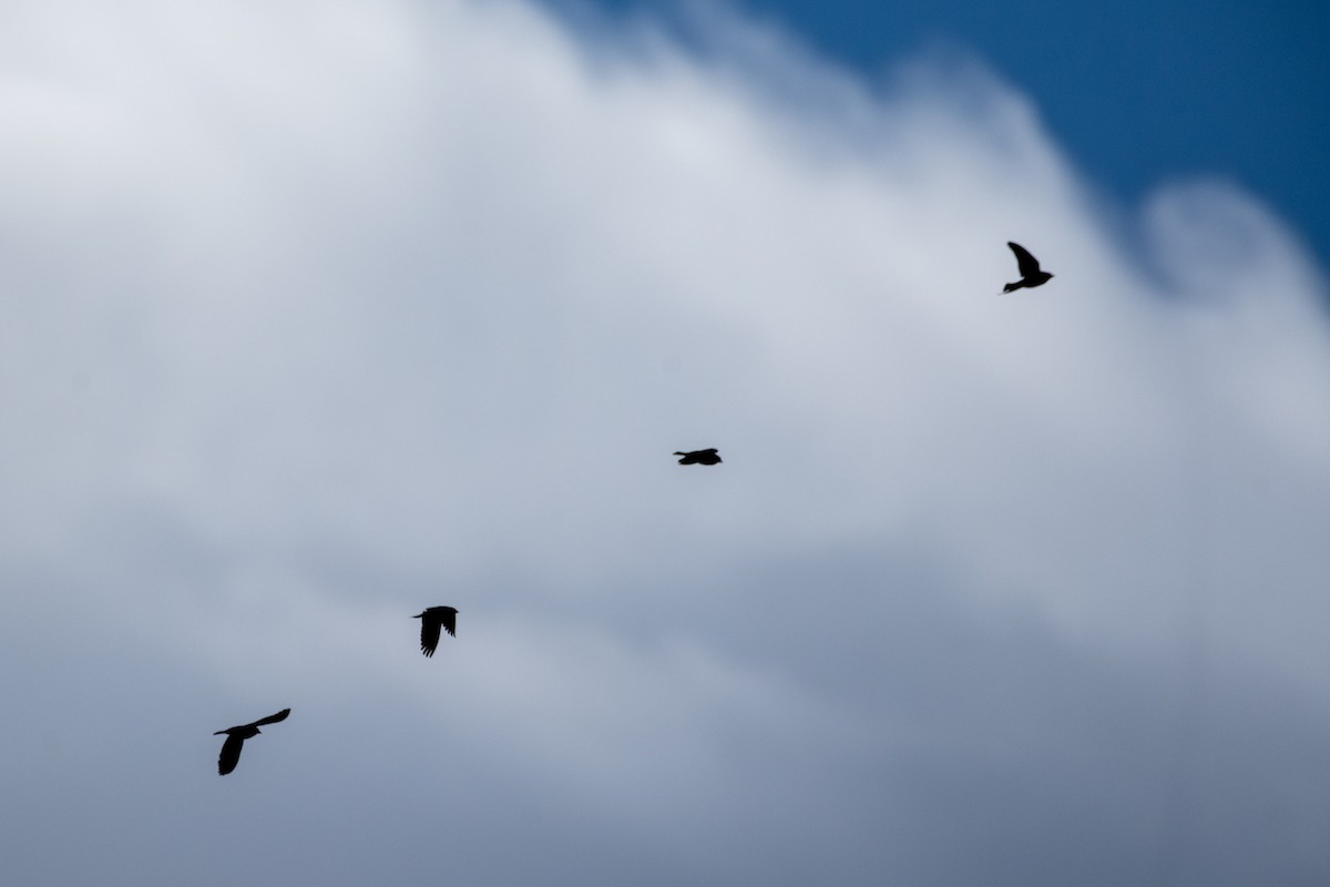 Brown-headed Cowbird - ML617653946