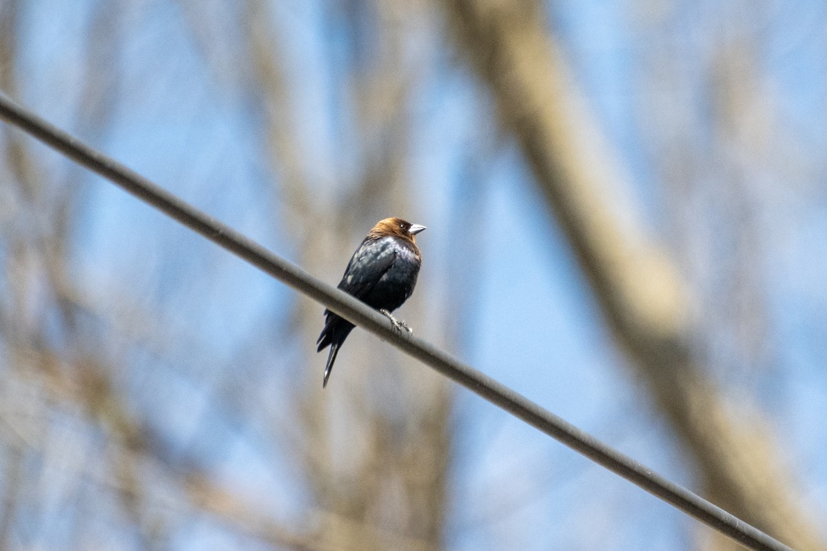 Brown-headed Cowbird - ML617653947