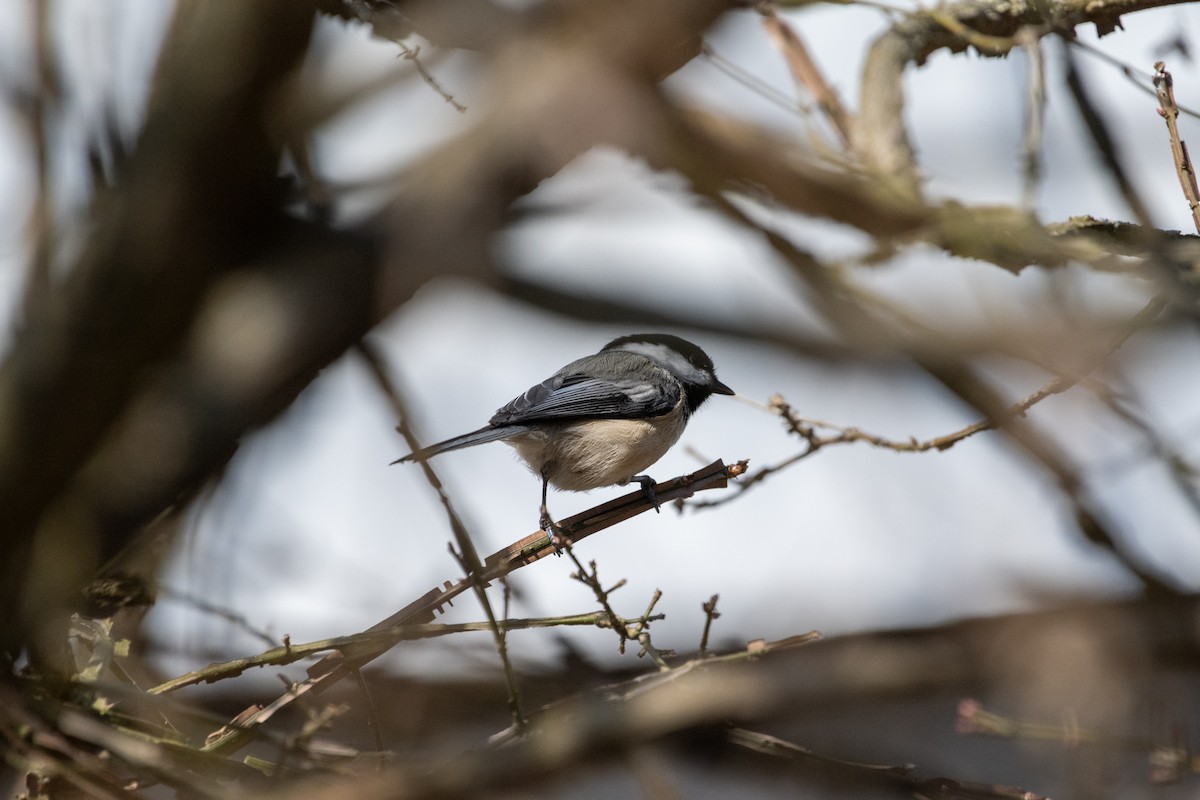 Mésange à tête noire - ML617653958