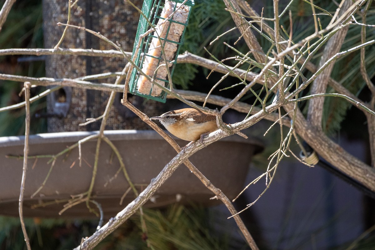 Carolina Wren - ML617653962