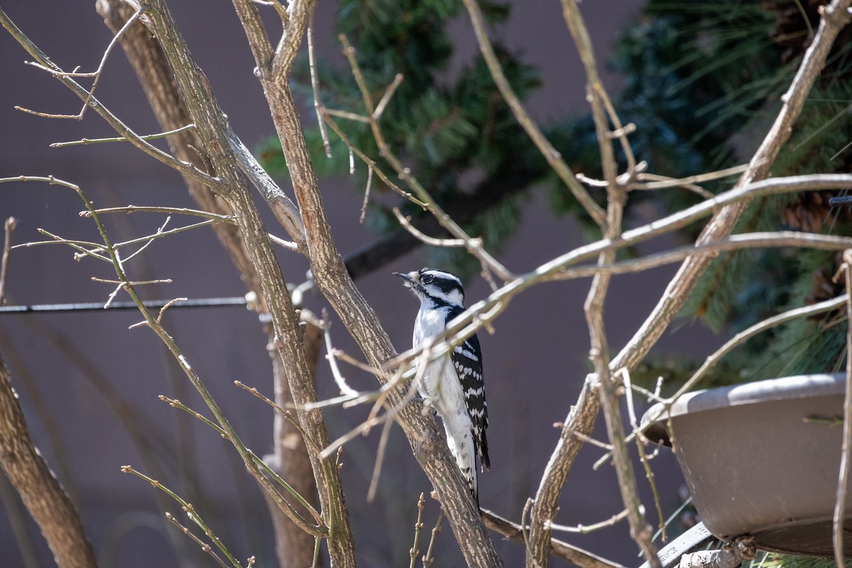 Downy Woodpecker (Eastern) - ML617653970