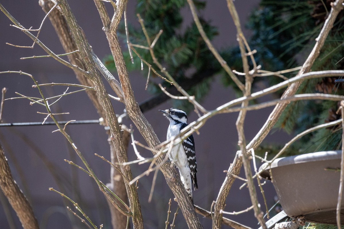 Pic mineur (pubescens/medianus) - ML617653970