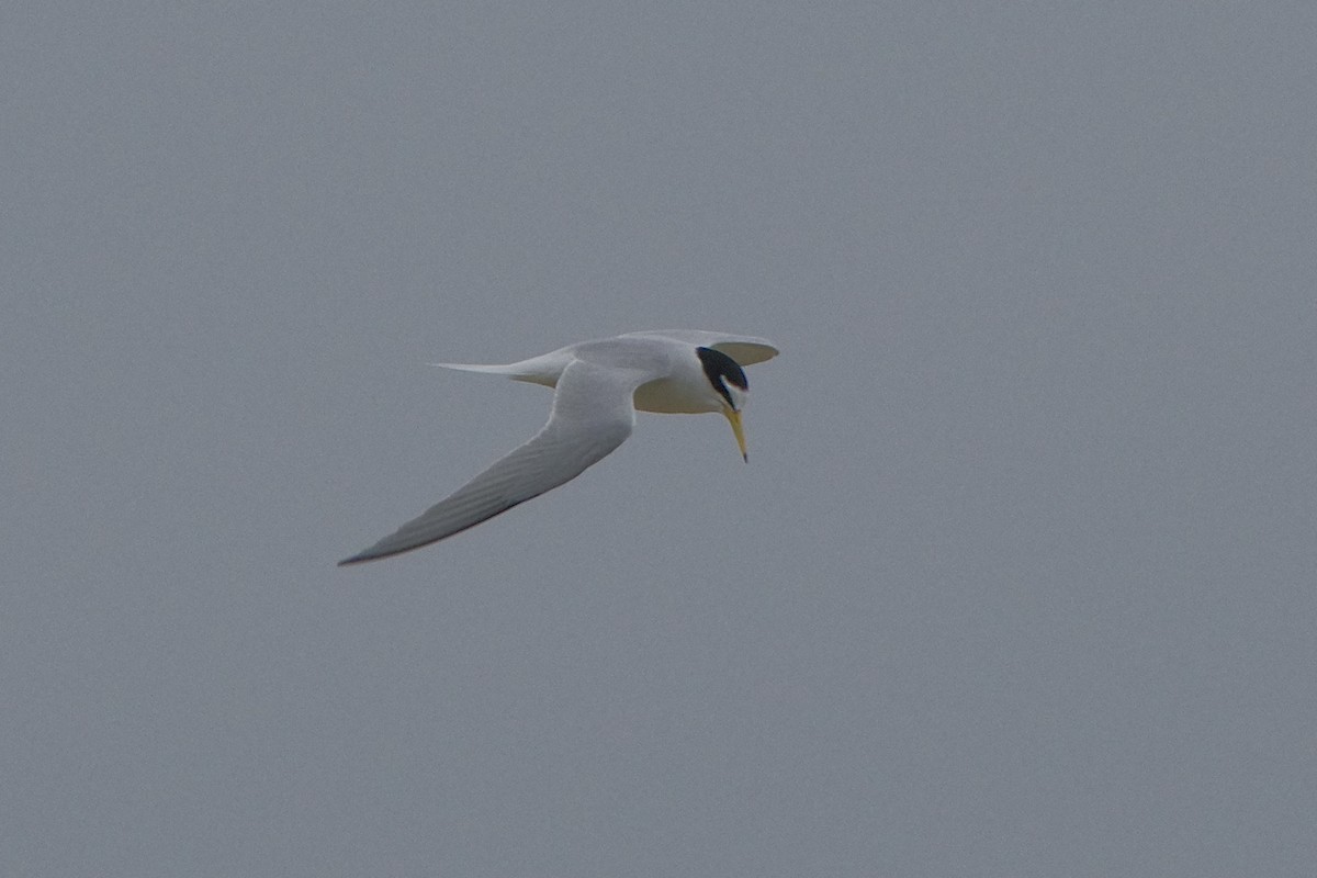 Little Tern - ML617654003