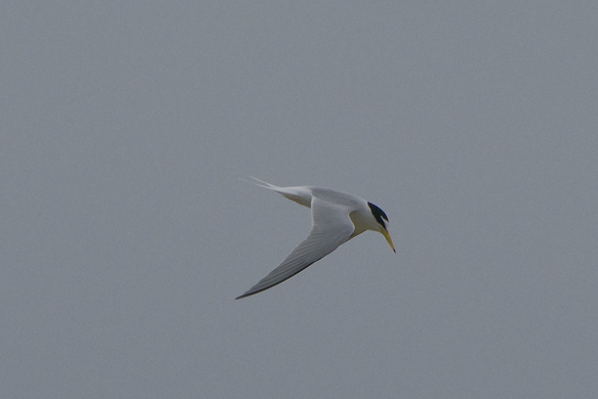 Little Tern - ML617654004