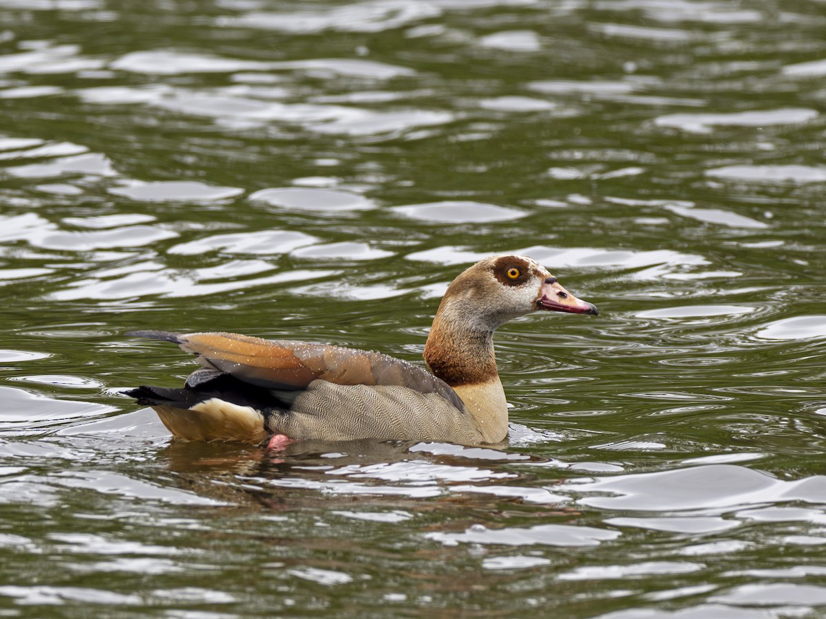 Egyptian Goose - ML617654028