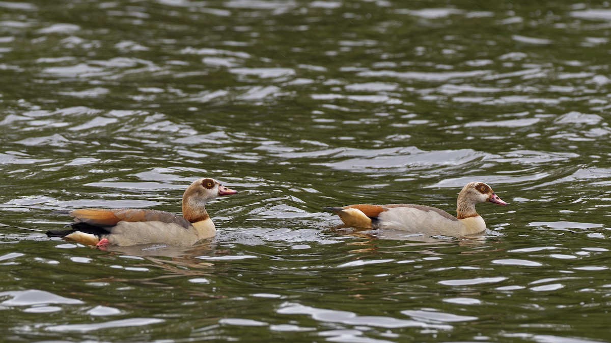 Egyptian Goose - ML617654029