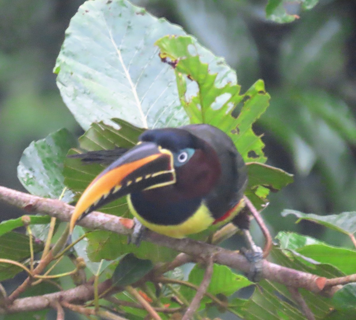 Chestnut-eared Aracari - Mark Cassidy