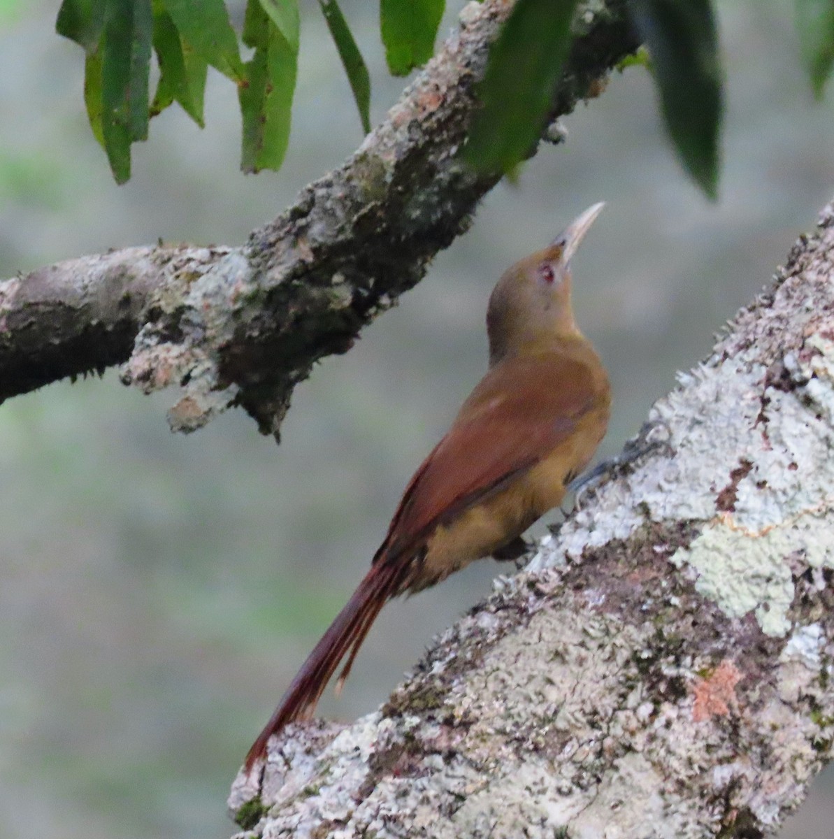 Cinnamon-throated Woodcreeper - Mark Cassidy