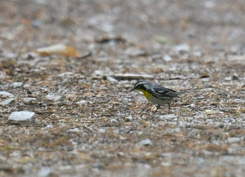 Yellow-throated Warbler - ML617654073