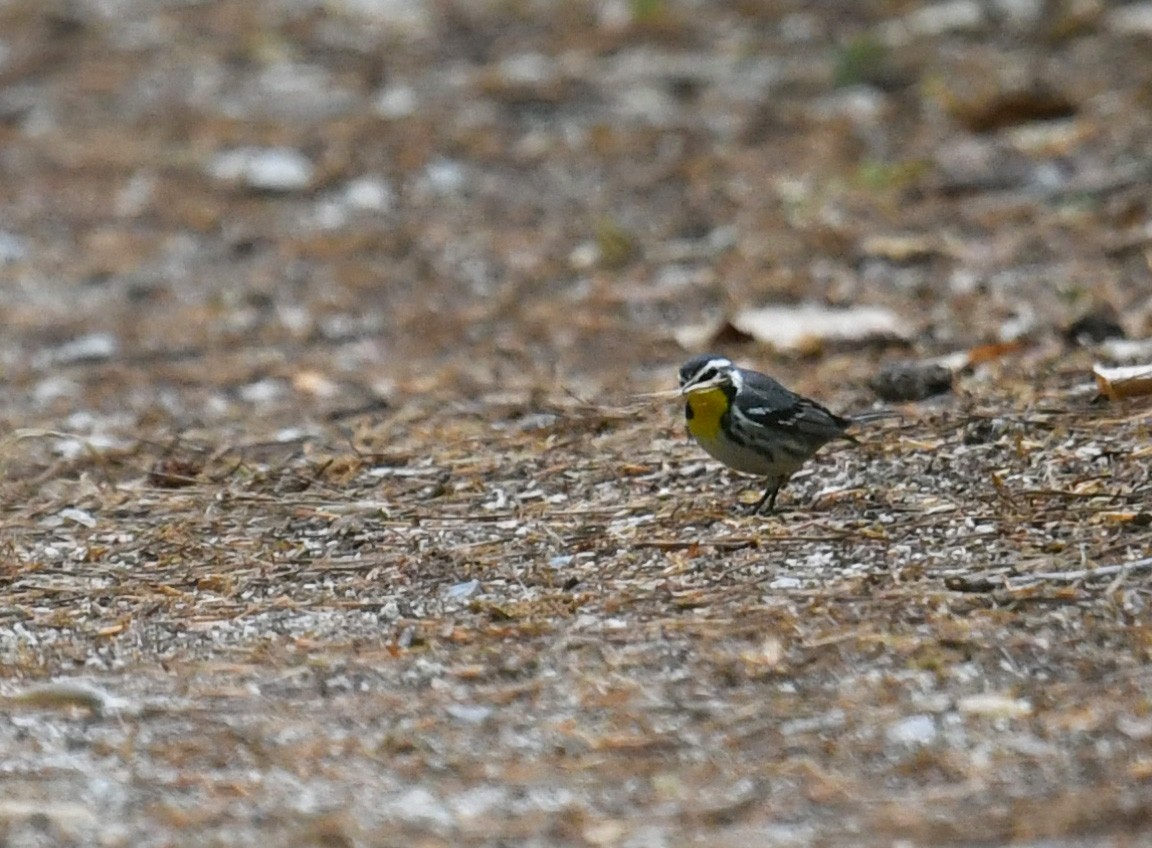 Yellow-throated Warbler - ML617654074