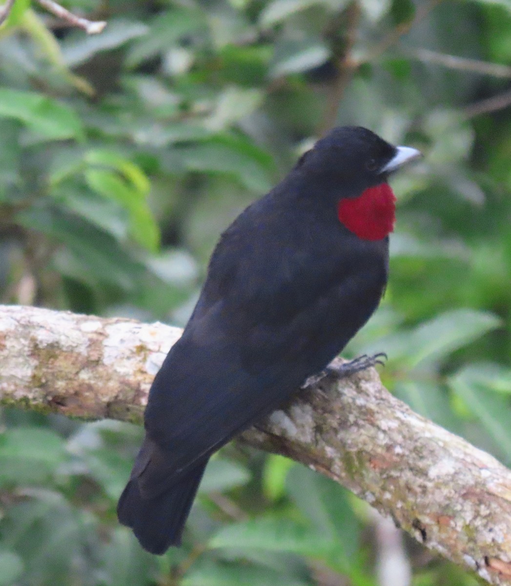 Cotinga Quérula - ML617654078