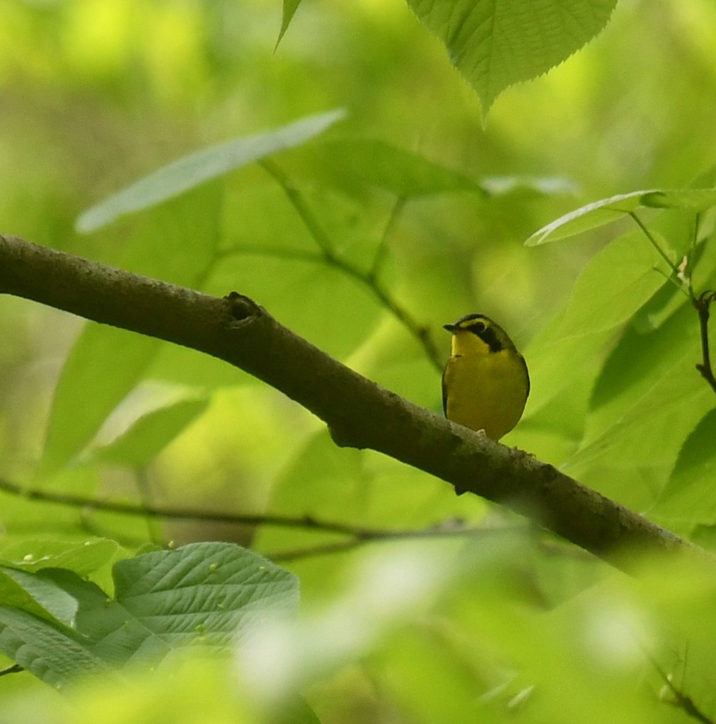 Kentucky Warbler - ML617654079