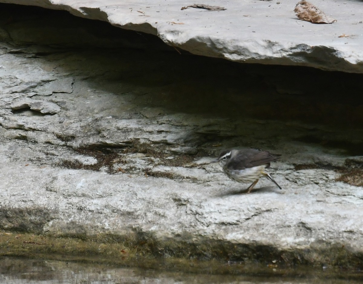 Louisiana Waterthrush - Jeremy Cohen