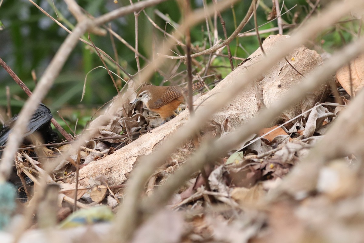 Buff-breasted Wren - ML617654091