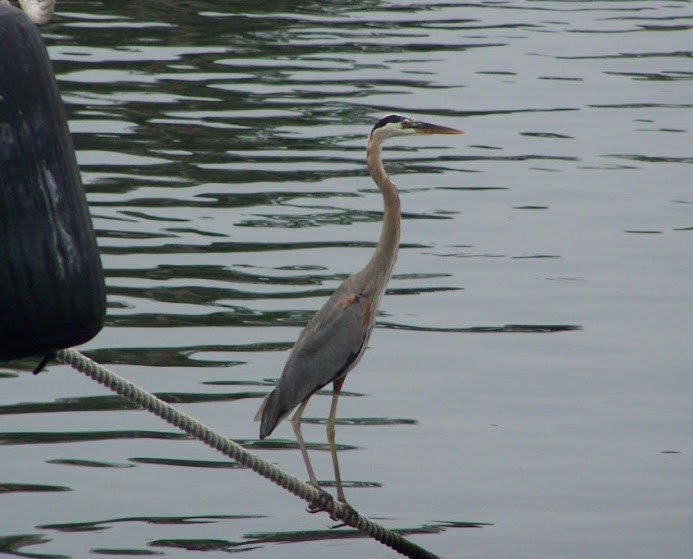 Great Blue Heron - Juan Pedro Medina