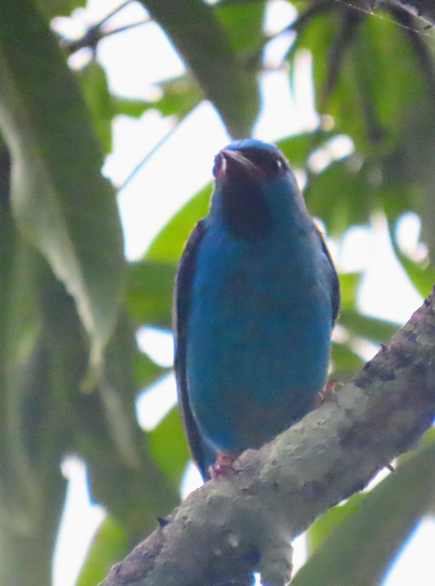 Blue Dacnis - Mark Cassidy