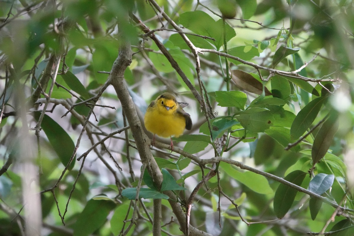 Hooded Warbler - ML617654134