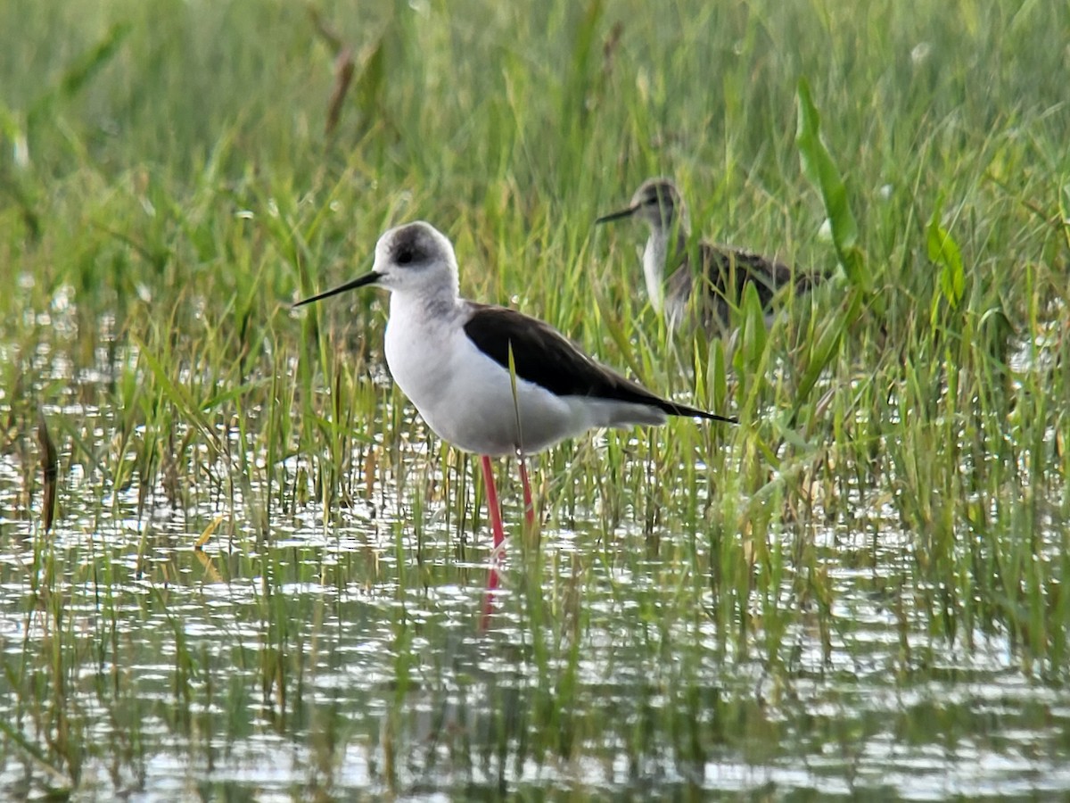 Black-winged Stilt - Vlastimil Serdahely