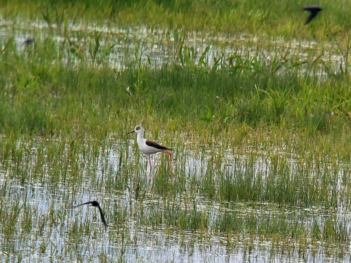 Black-winged Stilt - ML617654183