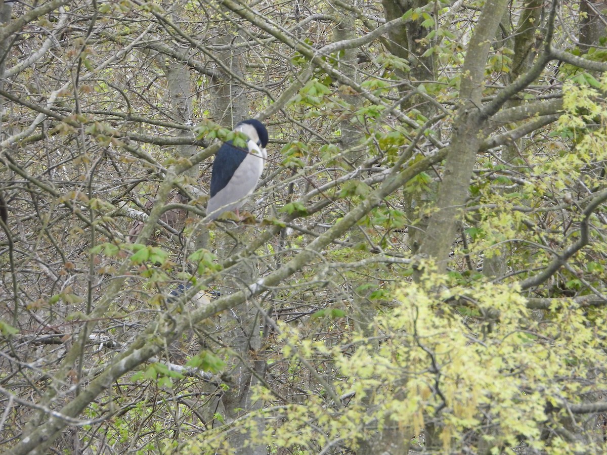 Black-crowned Night Heron - ML617654190