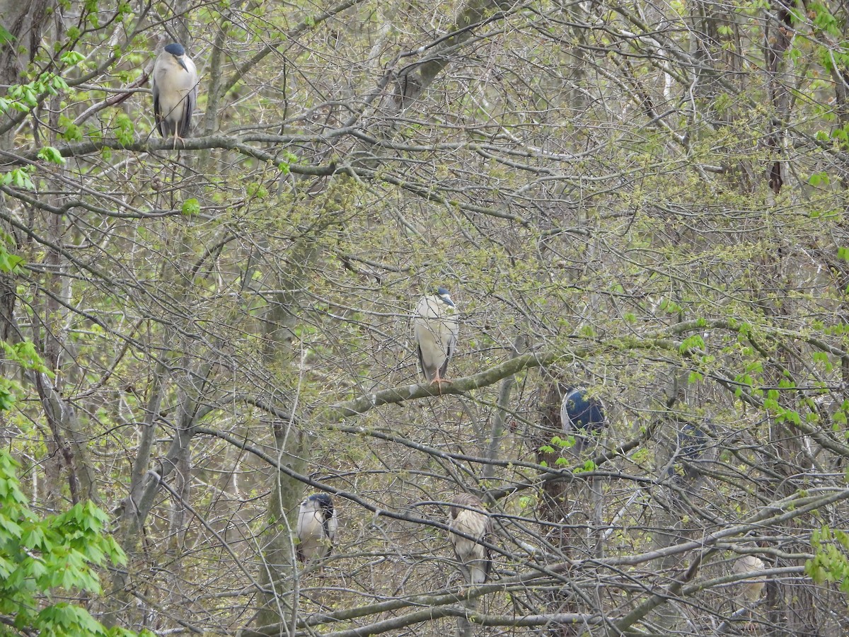 Black-crowned Night Heron - ML617654191