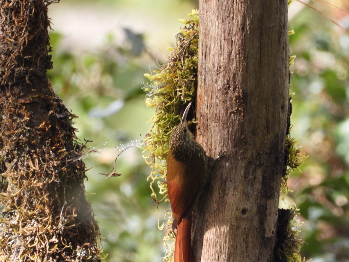 Spot-crowned Woodcreeper - ML617654228