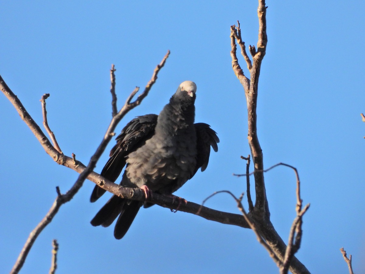 White-crowned Pigeon - José  Paz