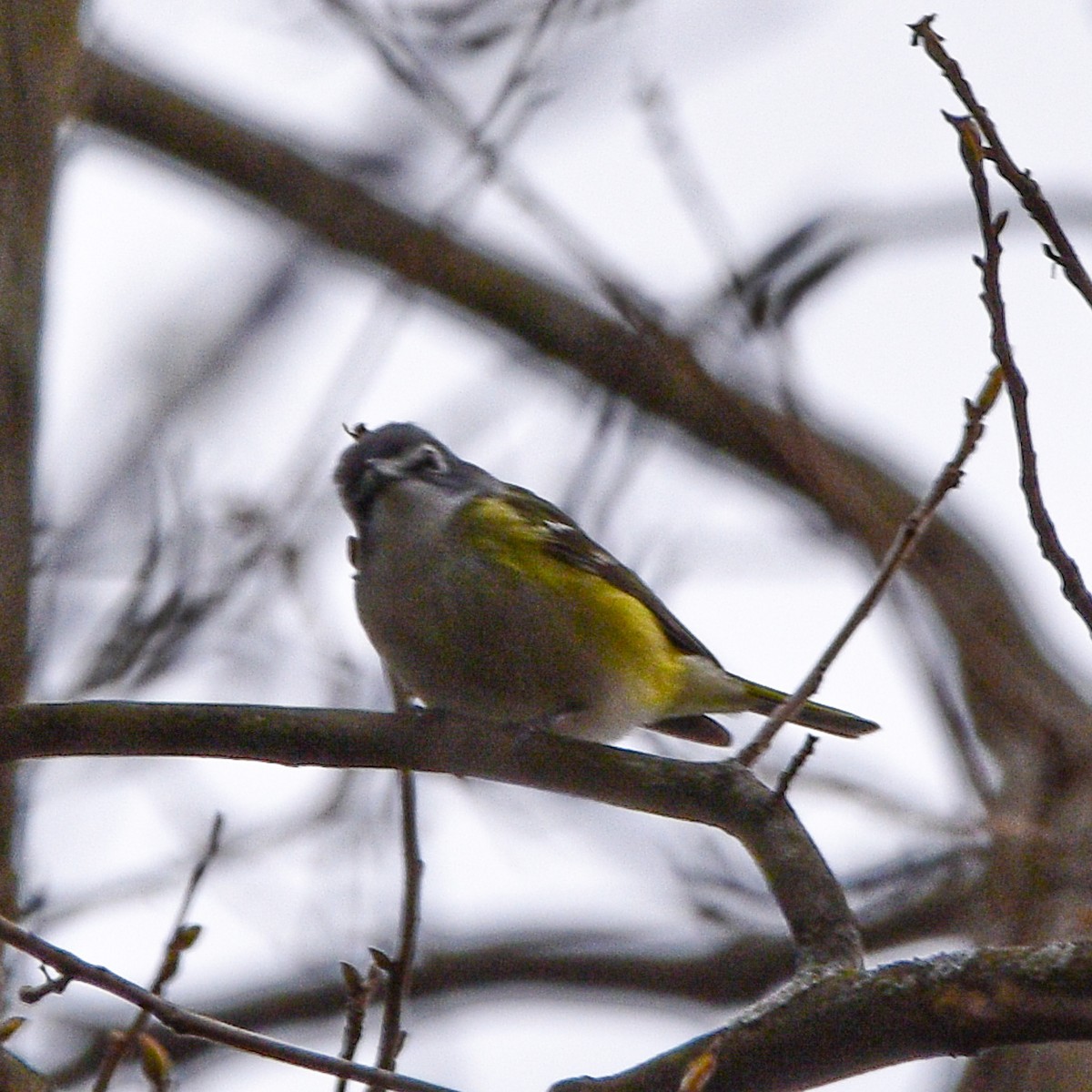 Blue-headed Vireo - ML617654243